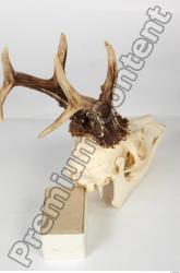 Skull Deer